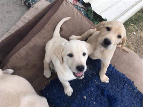 Purebred Labrador Puppies for Sale .